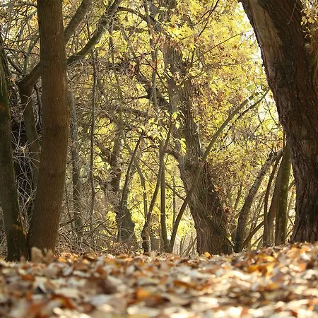 Levendula ホテル Algyő